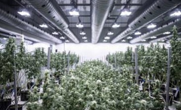 The Benefits of Choosing Steel for Marijuana Growing Facilities